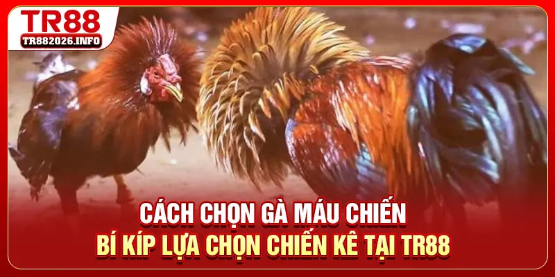 Cách Chọn Gà Máu Chiến - Bí Kíp Lựa Chọn Chiến Kê Tại TR88