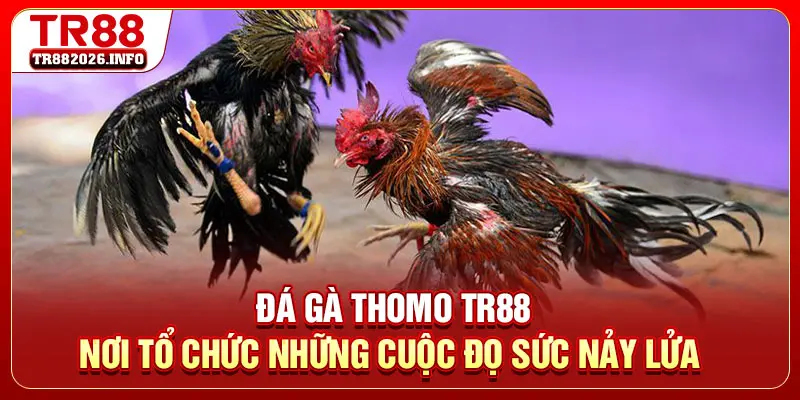Đá gà Thomo - Nơi Tổ Chức Những Cuộc Đọ Sức Nảy Lửa