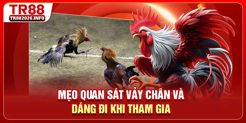 Mẹo quan sát vảy chân và dáng đi khi tham gia