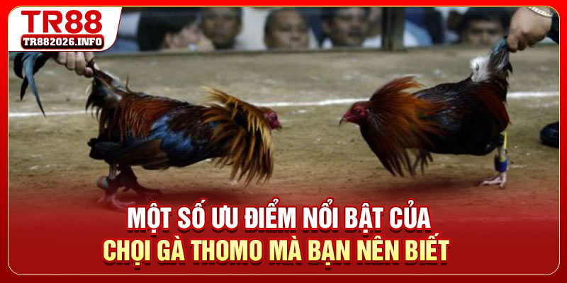 Một số ưu điểm nổi bật của chọi gà Thomo mà bạn nên biết 