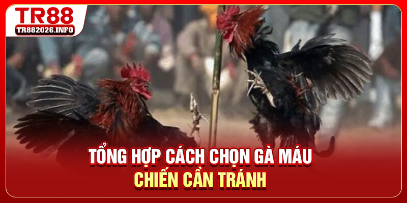 Tổng hợp cách chọn gà máu chiến cần tránh