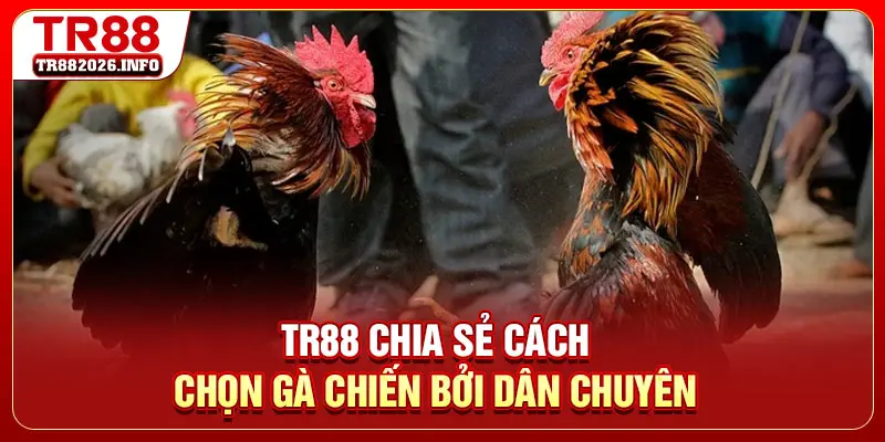 TR88 chia sẻ cách chọn gà chiến bởi dân chuyên